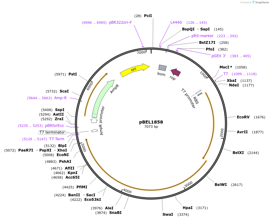 139905-plasmid-map-sequence-id-310590
