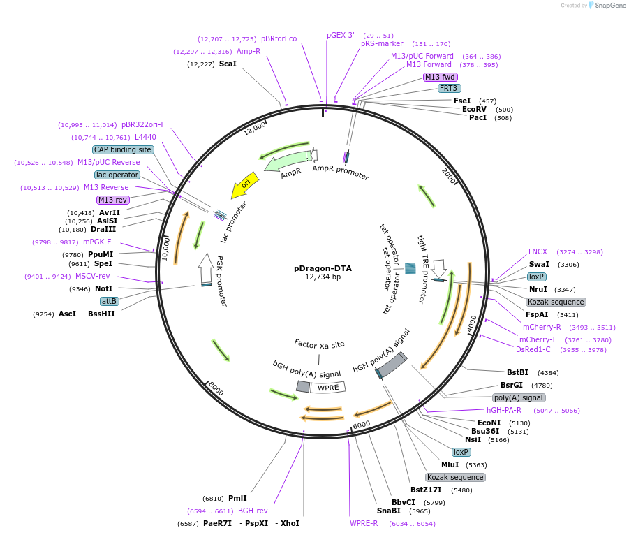 155017-plasmid-map-sequence-id-310595