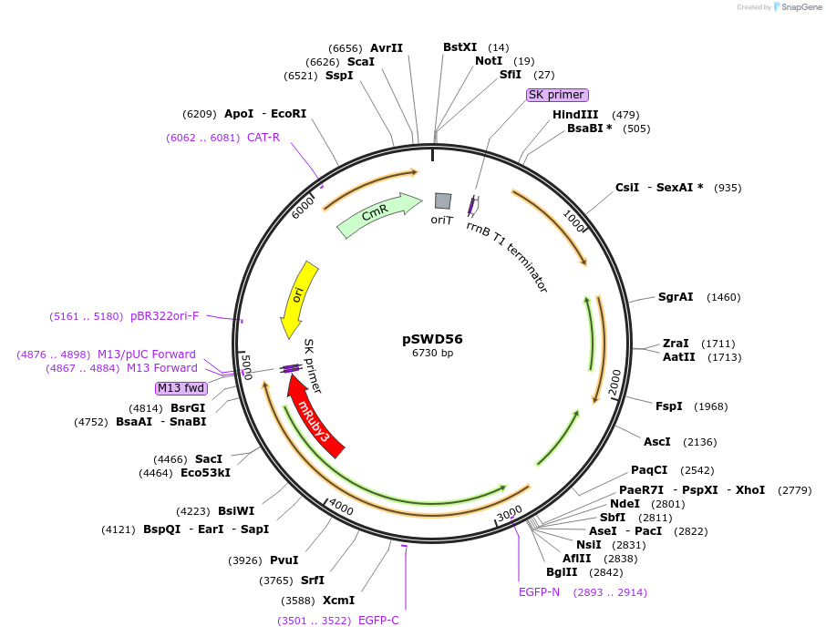 158619-plasmid-map-sequence-id-310603