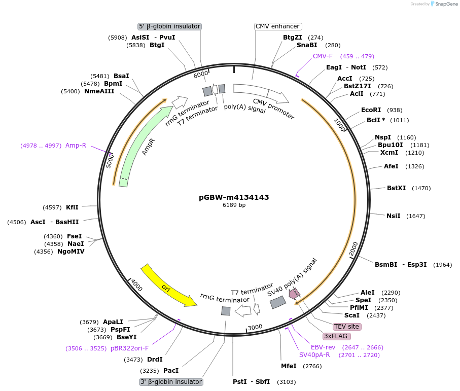 152022-plasmid-map-sequence-id-310621