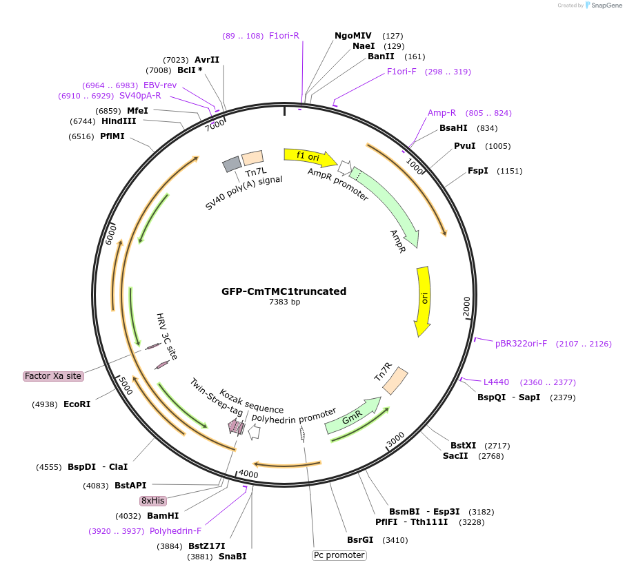 154908-plasmid-map-sequence-id-310626