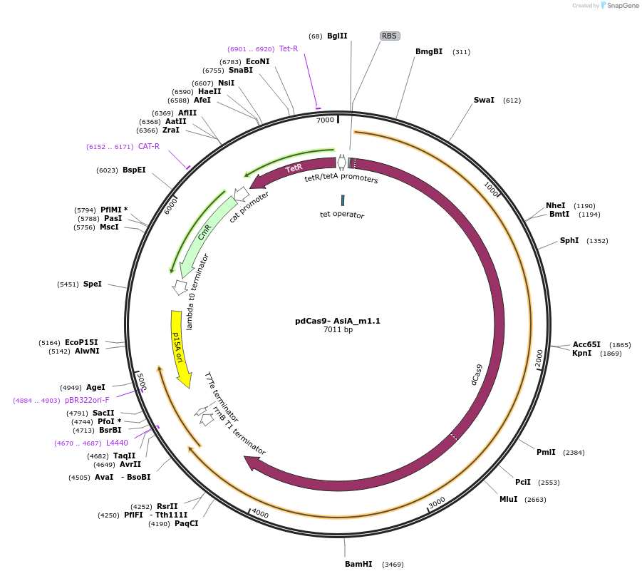 158064-plasmid-map-sequence-id-310628