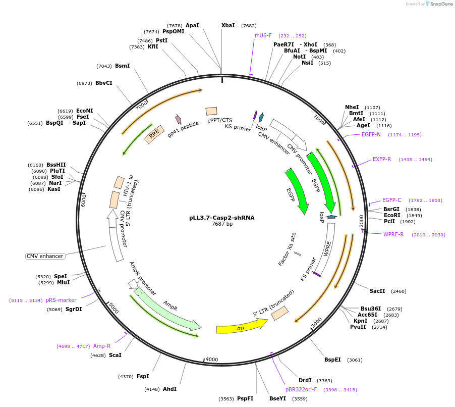 157926-plasmid-map-sequence-id-310630