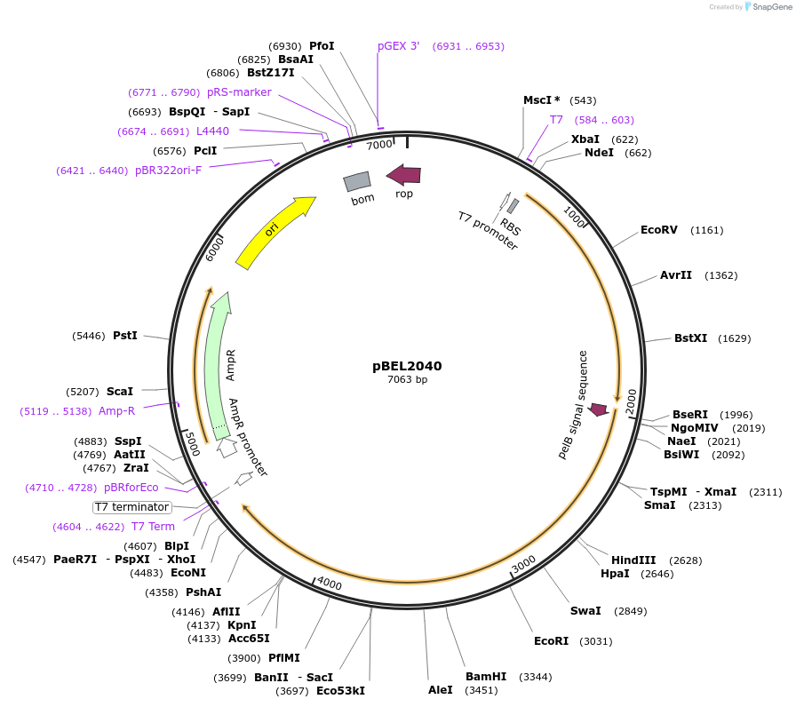 139930-plasmid-map-sequence-id-310632