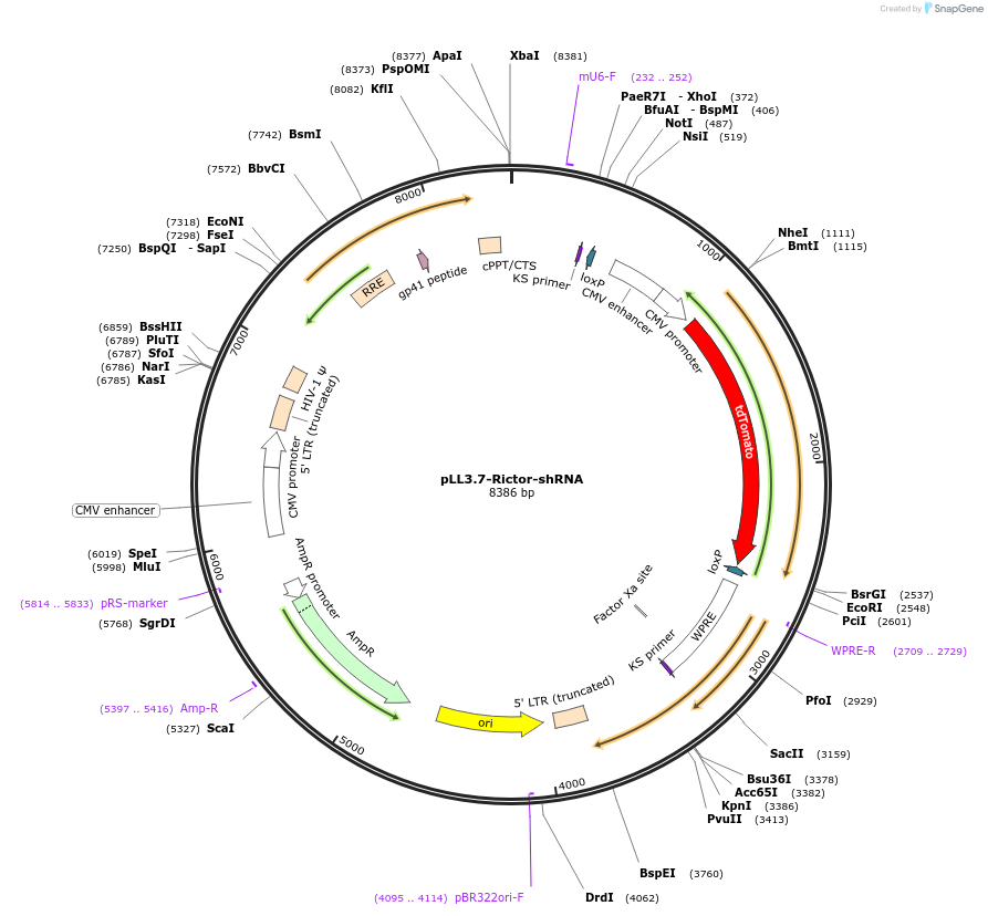 157930-plasmid-map-sequence-id-310643