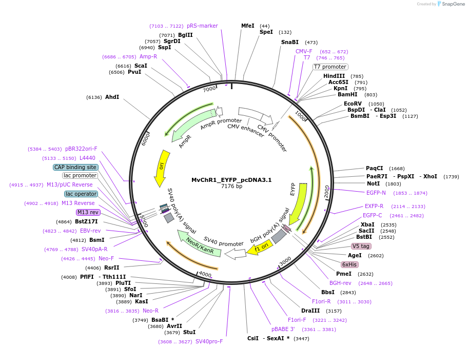 159119-plasmid-map-sequence-id-310654