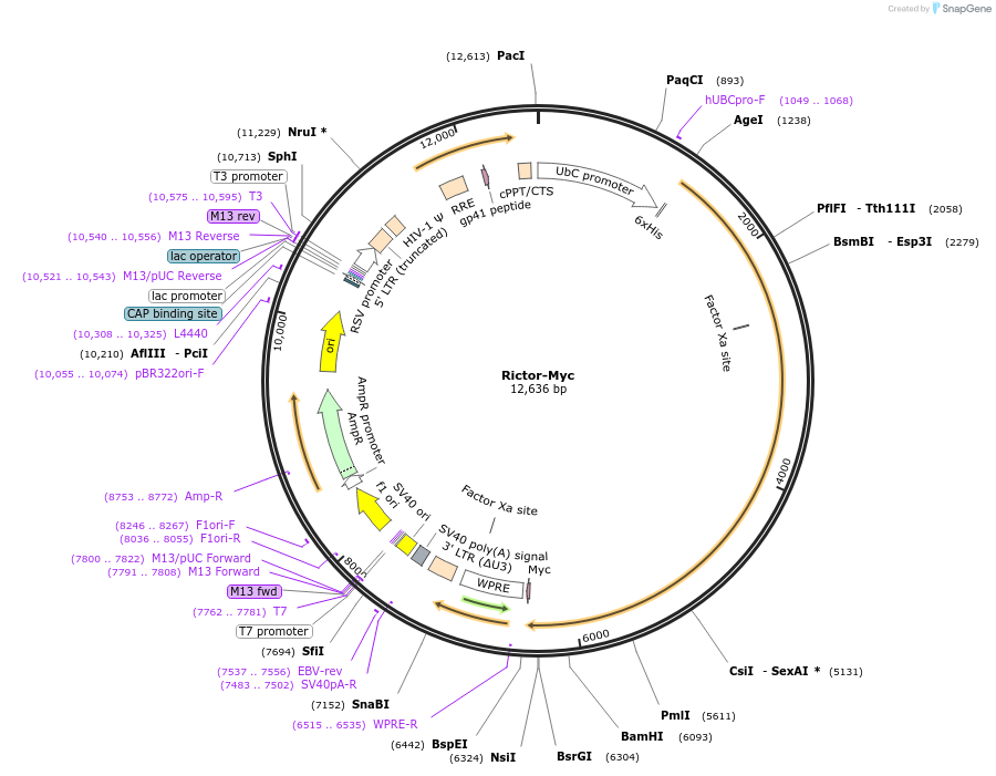 157931-plasmid-map-sequence-id-310655