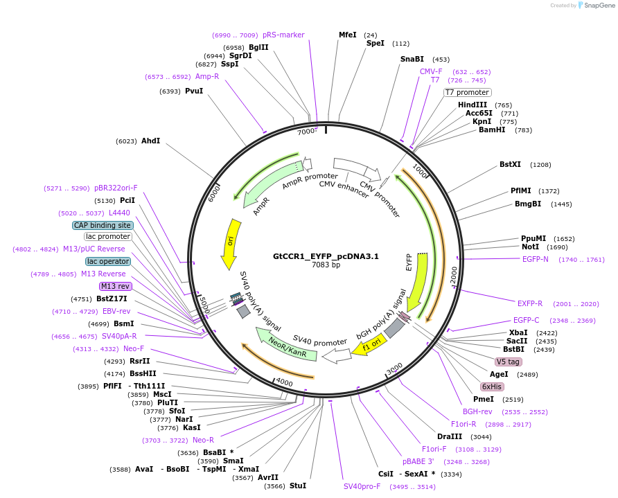 159120-plasmid-map-sequence-id-310659