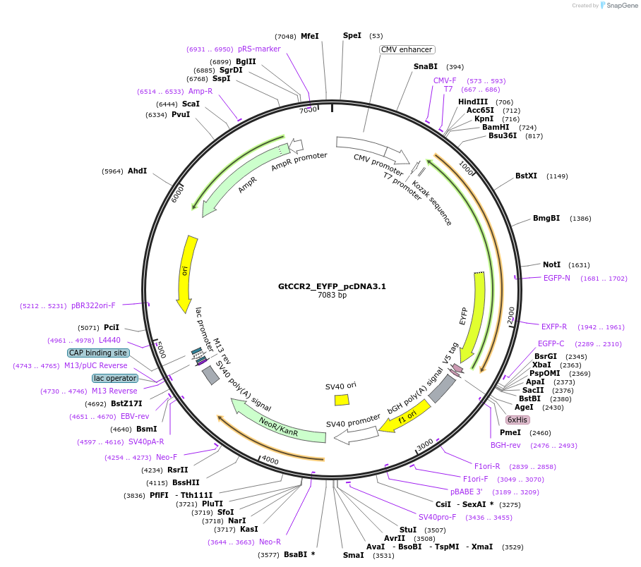159121-plasmid-map-sequence-id-310661