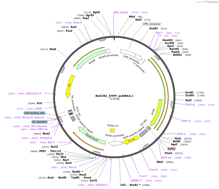 159122-plasmid-map-sequence-id-310663