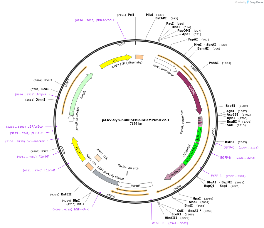158758-plasmid-map-sequence-id-310664