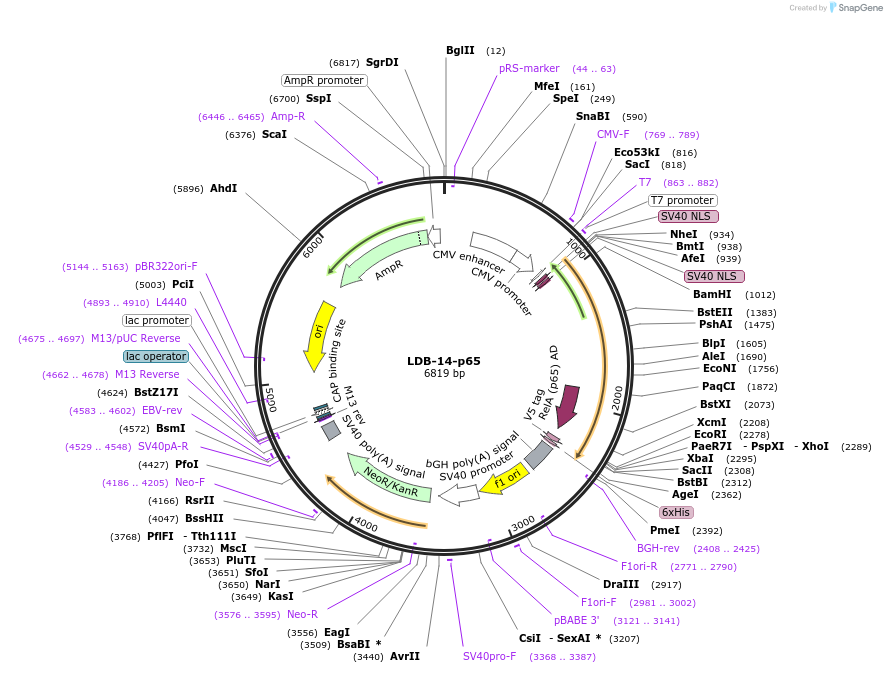 158985-plasmid-map-sequence-id-310671