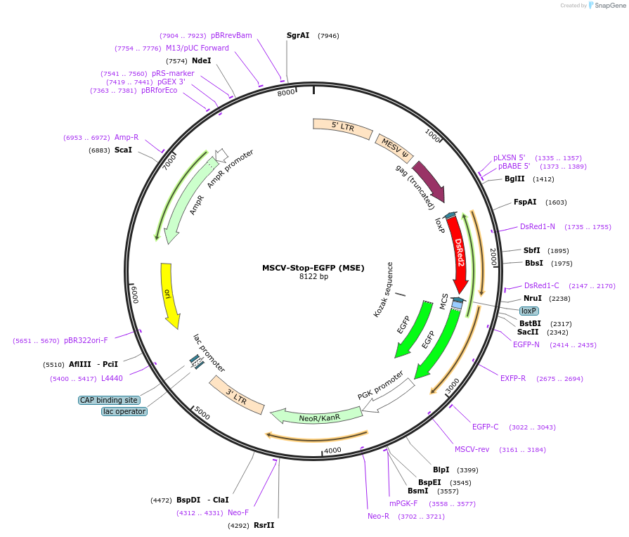 154469-plasmid-map-sequence-id-310673