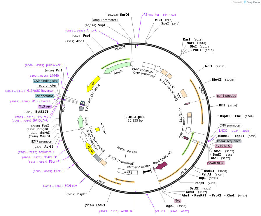 158984-plasmid-map-sequence-id-310674