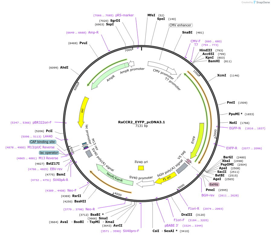 159123-plasmid-map-sequence-id-310678