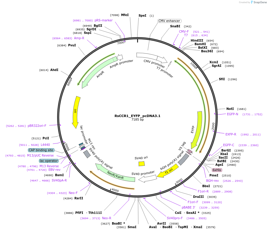 159124-plasmid-map-sequence-id-310681