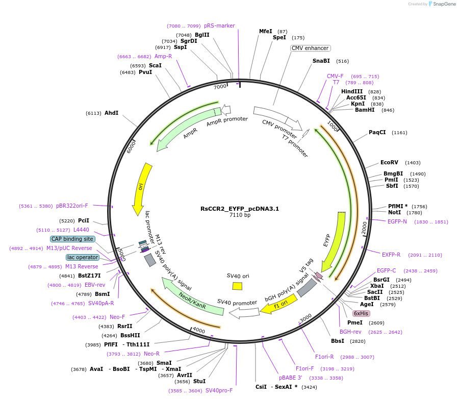 159125-plasmid-map-sequence-id-310683