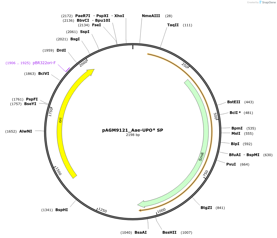 153506-plasmid-map-sequence-id-310686
