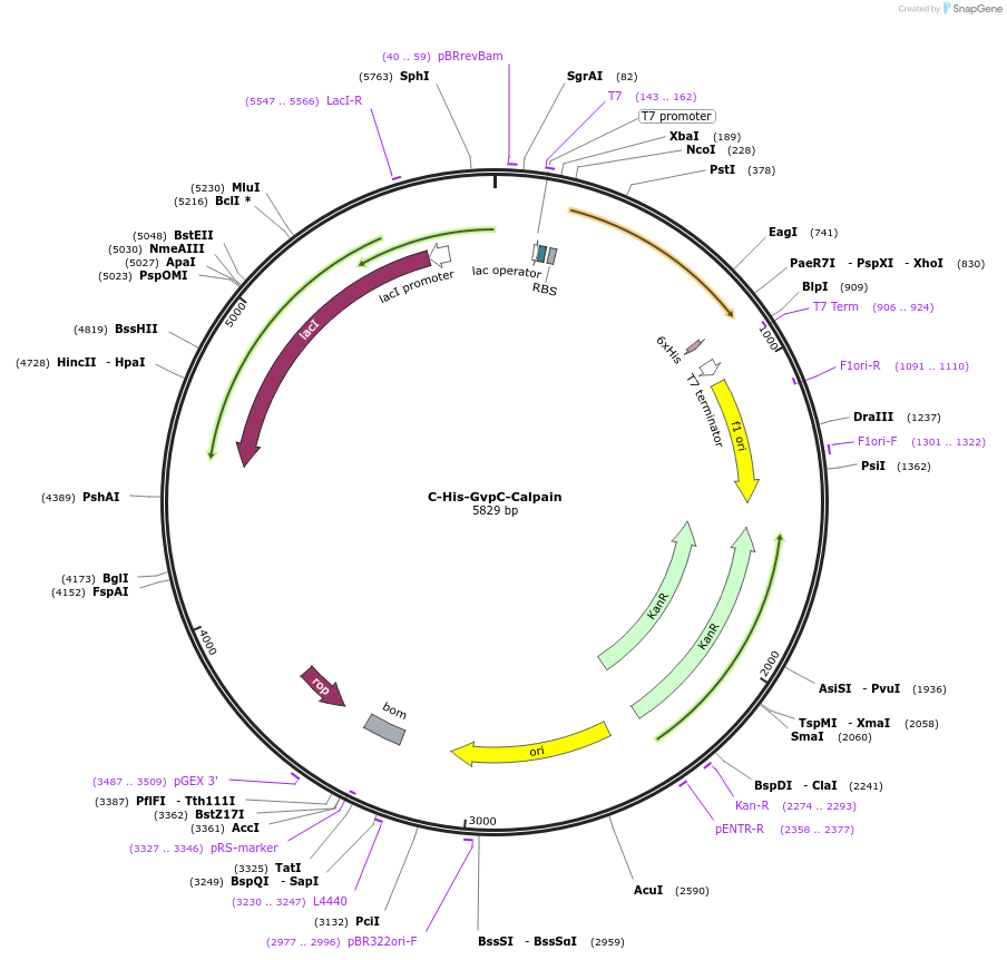 153295-plasmid-map-sequence-id-310687
