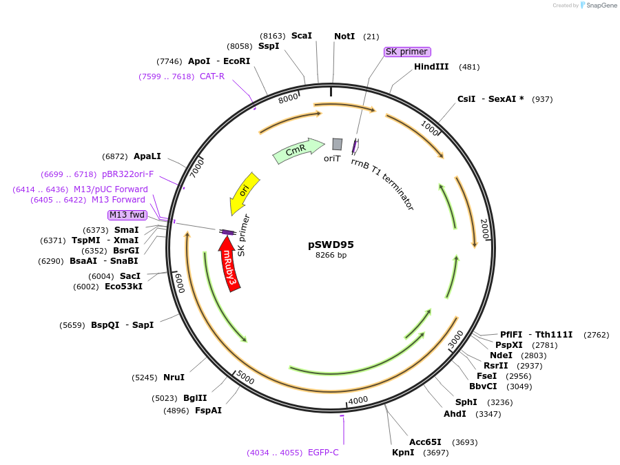 158617-plasmid-map-sequence-id-310721