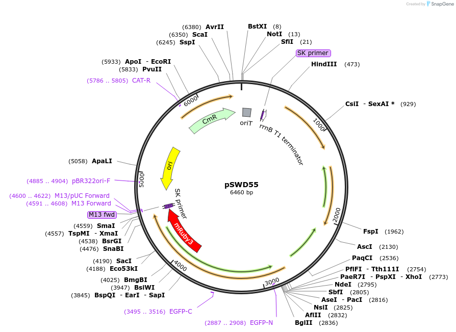 158618-plasmid-map-sequence-id-310722
