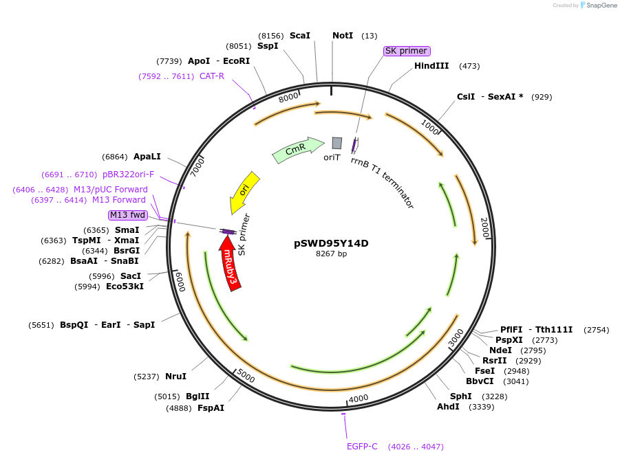 159098-plasmid-map-sequence-id-310723