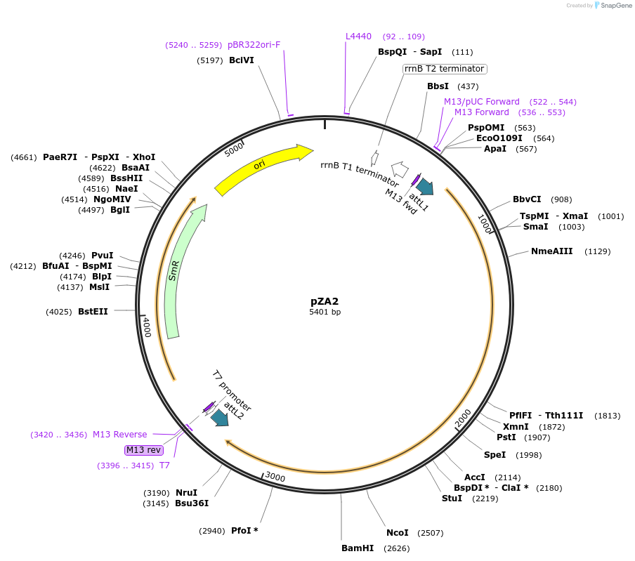 158480-plasmid-map-sequence-id-310747