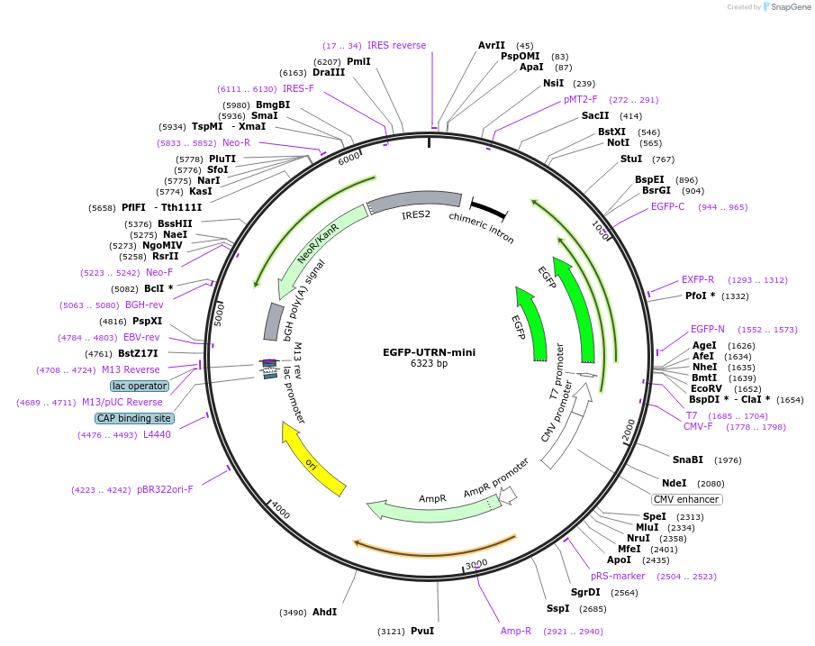 158749-plasmid-map-sequence-id-310755