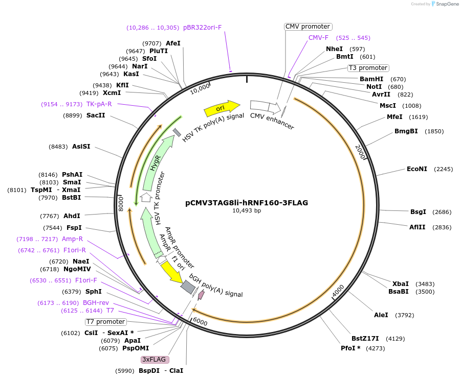 159138-plasmid-map-sequence-id-310764