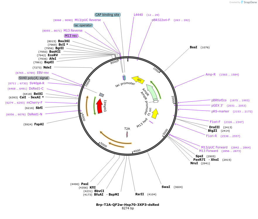 141094-plasmid-map-sequence-id-310808