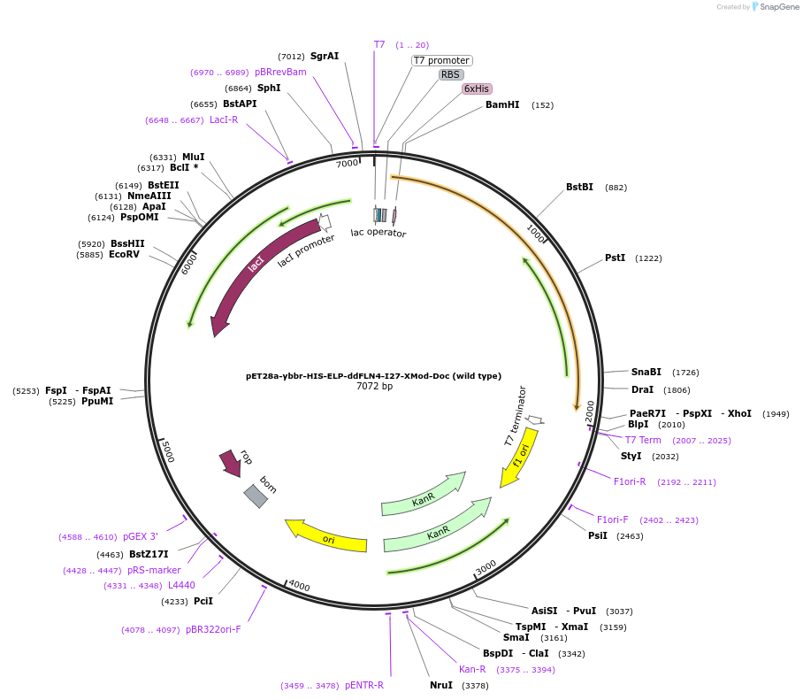 153442-plasmid-map-sequence-id-310821