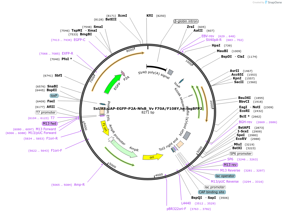158652-plasmid-map-sequence-id-310824