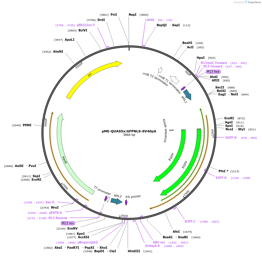 155115-plasmid-map-sequence-id-310829