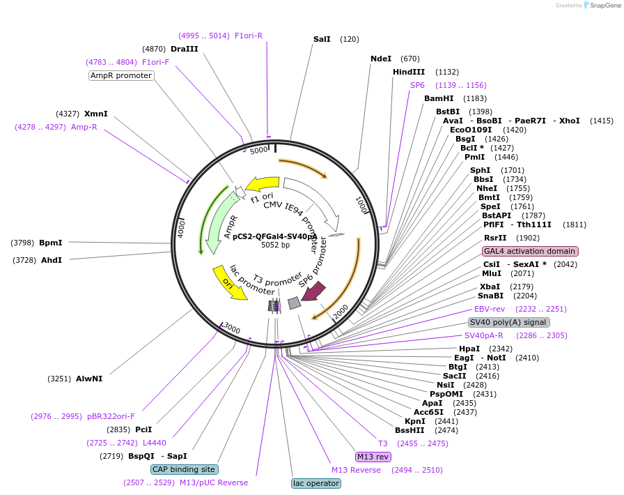 155126-plasmid-map-sequence-id-310831