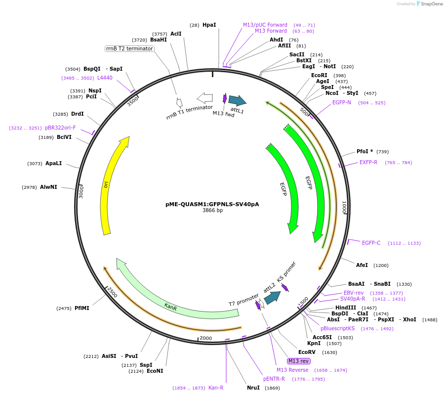 155116-plasmid-map-sequence-id-310834