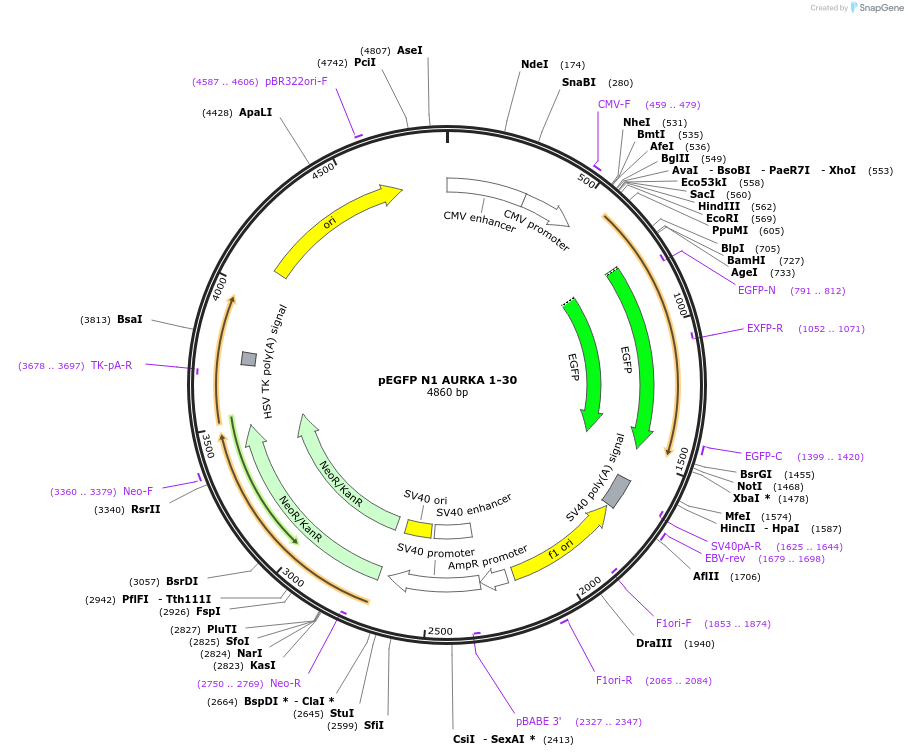 157756-plasmid-map-sequence-id-310835
