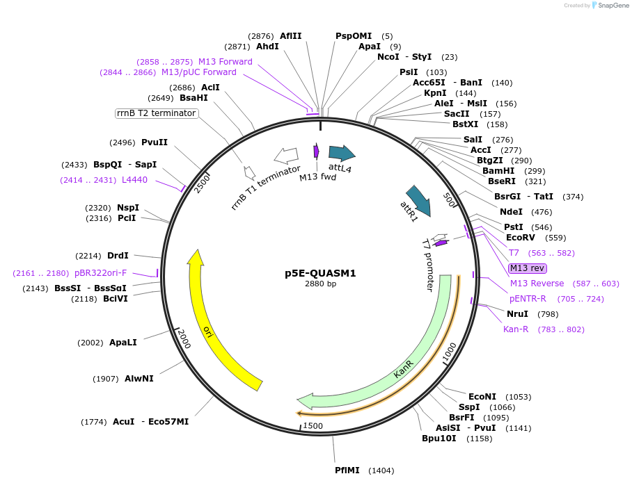 155114-plasmid-map-sequence-id-310837
