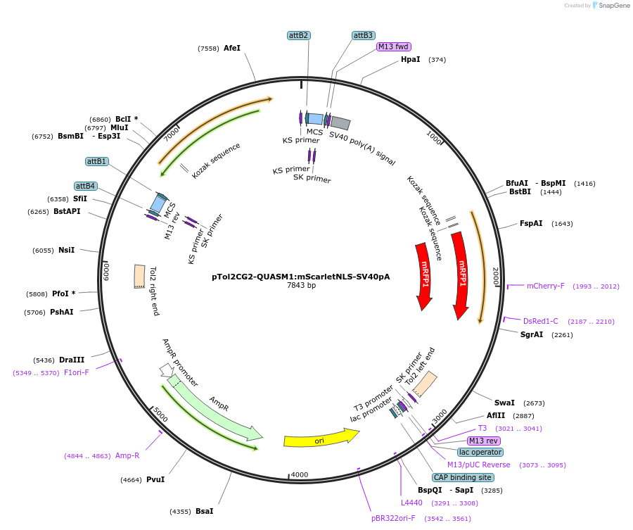 155124-plasmid-map-sequence-id-310842