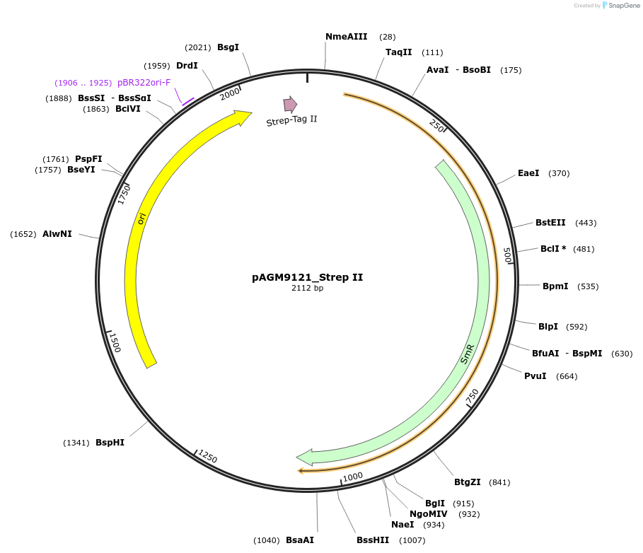 153512-plasmid-map-sequence-id-310843