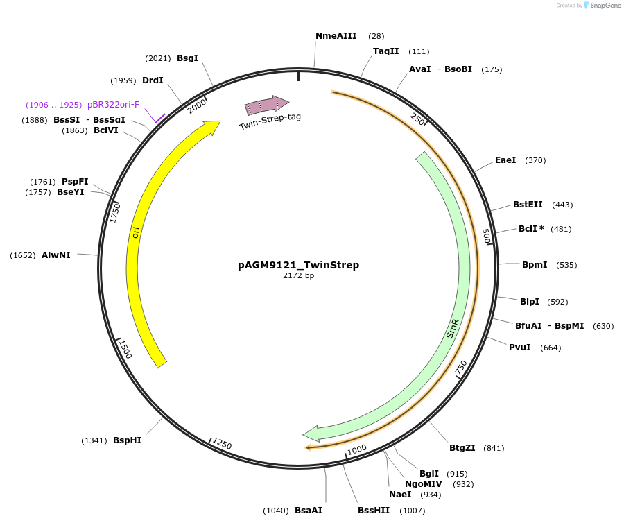 153513-plasmid-map-sequence-id-310846