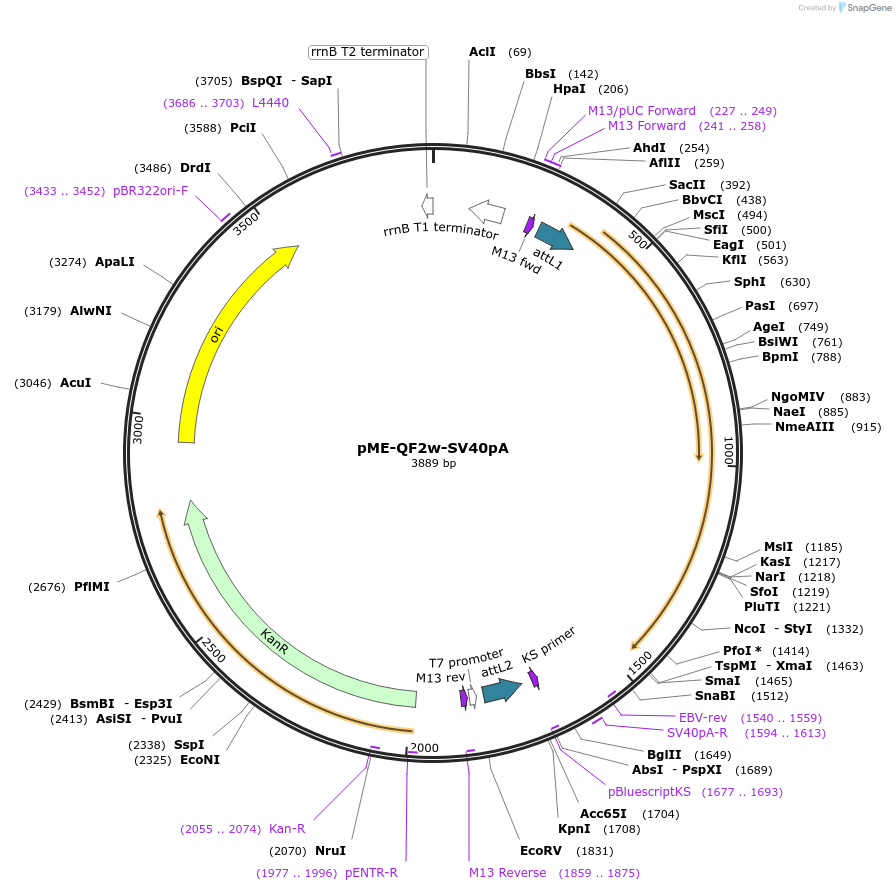 155117-plasmid-map-sequence-id-310847