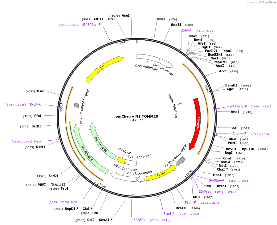 157761-plasmid-map-sequence-id-310851