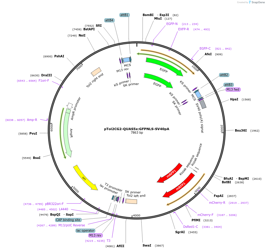 155122-plasmid-map-sequence-id-310859