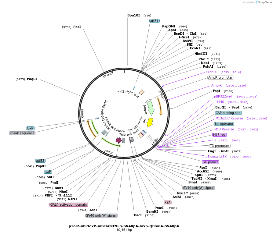 155125-plasmid-map-sequence-id-310861