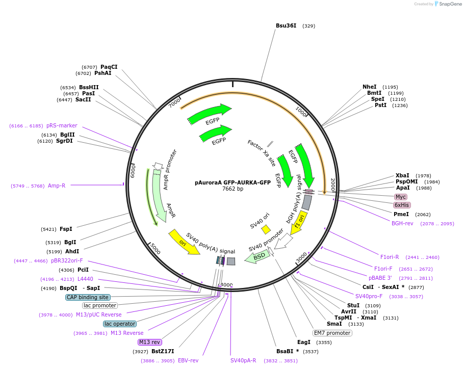 157765-plasmid-map-sequence-id-310867