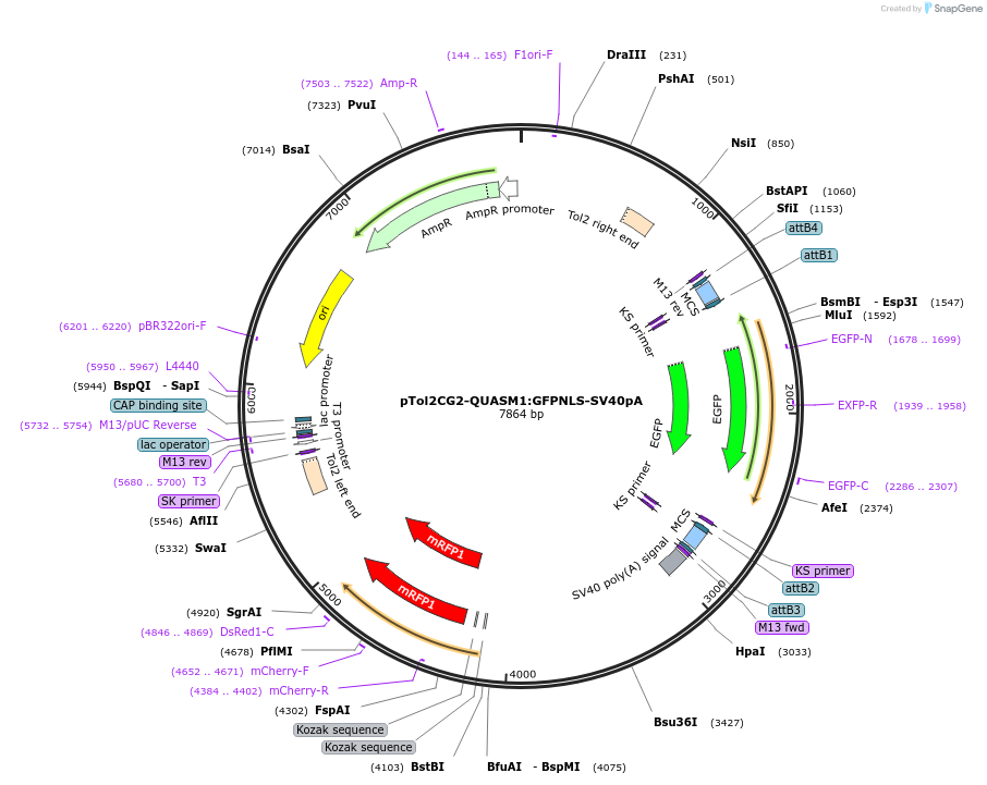 155123-plasmid-map-sequence-id-310874