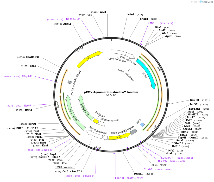157775-plasmid-map-sequence-id-310892