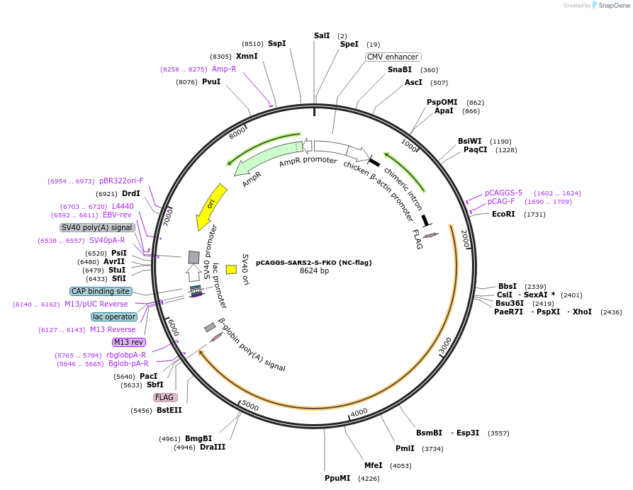 159363-plasmid-map-sequence-id-310910