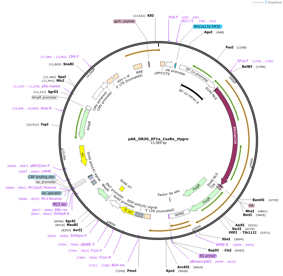 134841-plasmid-map-sequence-id-311015