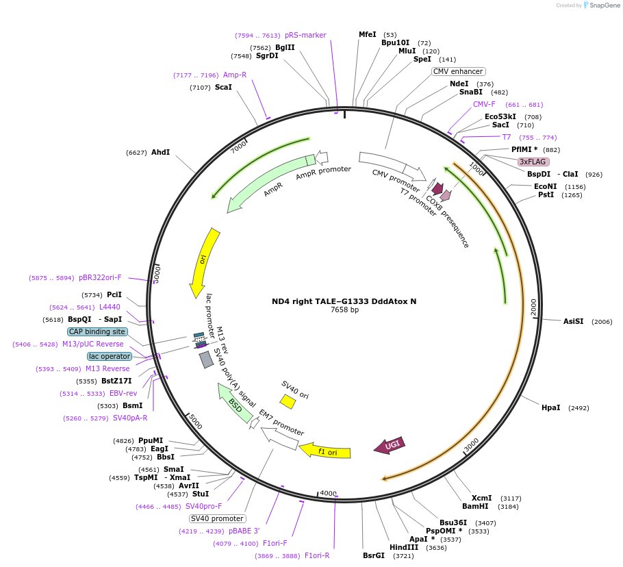 158096-plasmid-map-sequence-id-311017